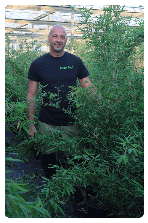 Bamboe planten productie